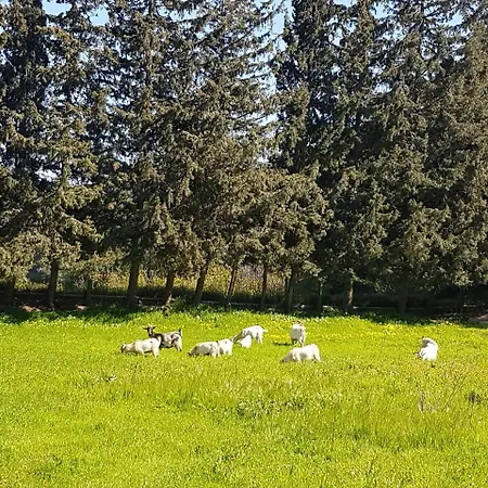 Melina's * Kalavárda