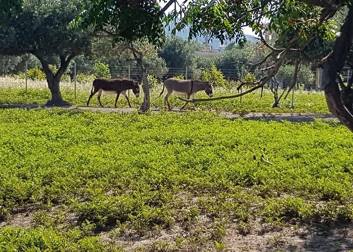 Melina's Daire Kalavárda